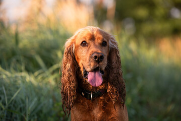 Pies cocker spaniel angielski, portret w naturze.