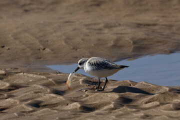 Sanderling