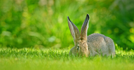 A cute long-eared rabbit grazing on green grass on a sunny day.