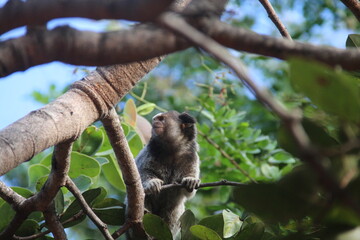 sagui em árvore no cerrado