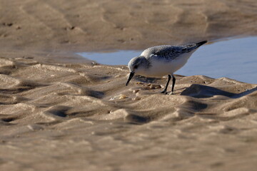 Sanderling