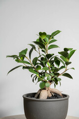 夏の観葉植物　ガジュマル