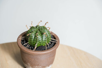 夏の塊根植物　ユーフォルビア バリダ