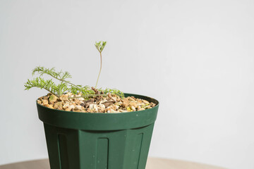 春の塊根植物　ぺラルゴニウム トリステ