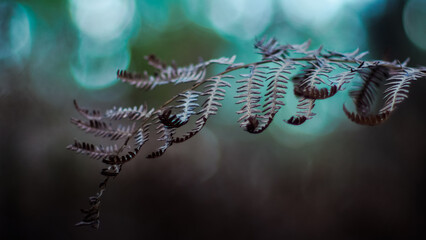 Macro de feuilles de fougère sauvages et de bruyères, dans la forêt des Landes de Gascogne