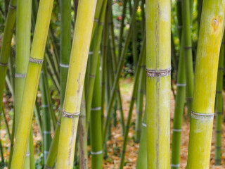 A cozy bamboo grove with tall stems creating green twilight and tranquility, ideal for meditation and relaxation