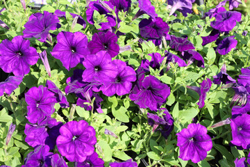 The rich purple color of petunias looks great against the green background