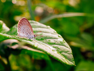 Close-up shot of an owl butterfly on a leaf in a natural forest on a beautiful morning.