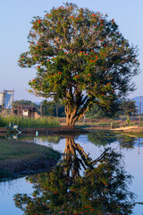 View of trees with water surface in front