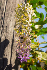 Beautiful purple flower called
Puangkram