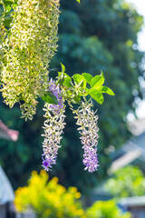 Beautiful purple flower called
Puangkram