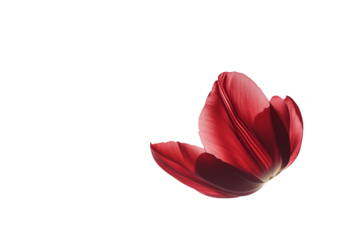 Red Tulip Petal Unfolding: A single, crimson tulip petal unfolds gracefully against a crisp white background, symbolizing the beauty and fragility of nature's delicate transitions. 