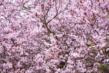 background of beautiful and fresh pink sakura flowers