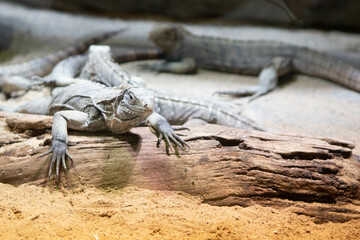 lizard on a wooden log, reptile family