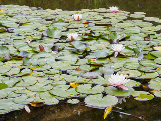 An elegant lotus on the water, symbolizing harmony and purity, with bright petals and green leaves