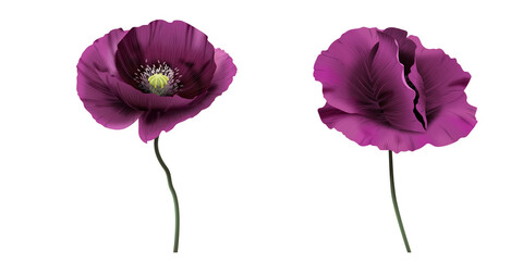 Anemon, fioletowy kwiat. Ręcznie rysowana botaniczna ilustracja. © Monika