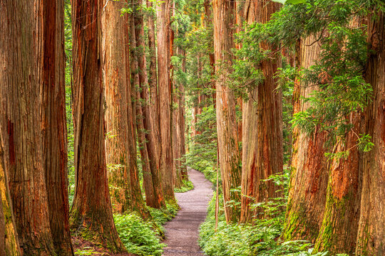 Togakushi Shrine in Nagano, Japan with the Cedar Trees