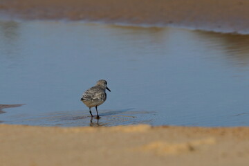 Sanderling