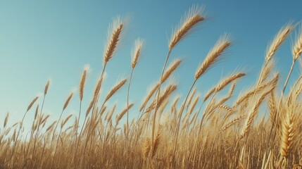 Obraz premium A field of earthy brown wheat swaying gently in the breeze under a clear blue sky