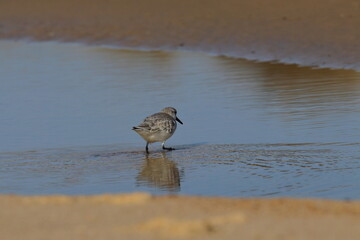 Sanderling