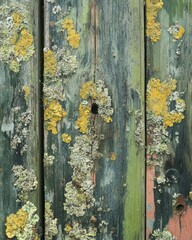 Artistic focus on old wooden board adorned with vibrant moss and lichen textures