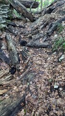 Naturschutzgebiet Bielsteinhöhle 