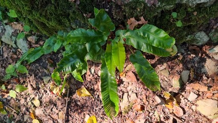 Naturschutzgebiet Bielsteinhöhle 