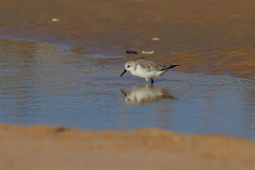 Sanderling