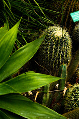 tropical cacti and leaves, macro 