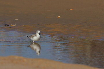 Sanderling