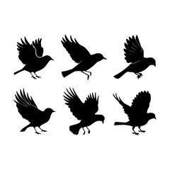 Obraz premium set of birds 