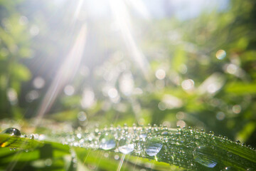 Closeup of lush uncut green grass with drops of dew in soft morning light. Beautiful natural rural landscape for nature-themed design and projects