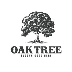 Fototapeta premium Oak tree vintage logo vector symbol illustration design 