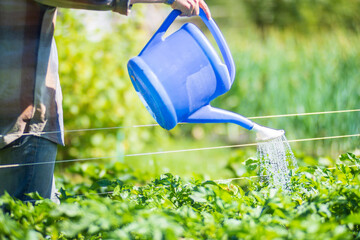 A farmer with a garden watering can is watering vegetable plants in summer. Gardening concept....