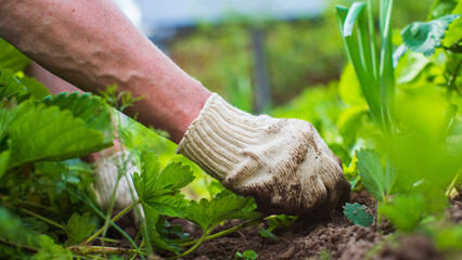 The farmer takes care of the plants in the vegetable garden on the farm. Gardening and plantation concept. Agricultural plants growing in garden beds