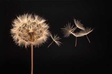 dandelion seeds fly from a flower on a dark background. botany and bloom growth propagation