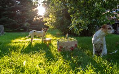Apple basket and dogs in garden