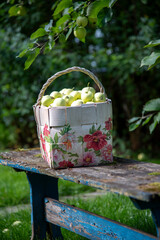 Basket with apples on old garden bench