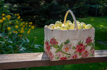 Basket with apples in garden