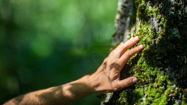 A man's hand touch the tree trunk close-up. Bark wood. Caring for the environment. The ecology concept of saving the world and love nature by human