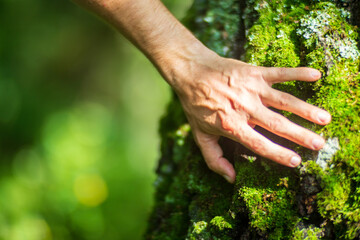 A man's hand touch the tree trunk close-up. Bark wood.Caring for the environment. The ecology concept of saving the world and love nature by human