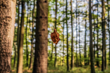 Landscapes - Macro  - Forest - Europe, Romania, Suceava region