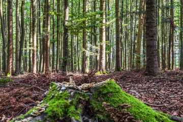 Landscapes - Macro  - Forest - Europe, Romania, Suceava region