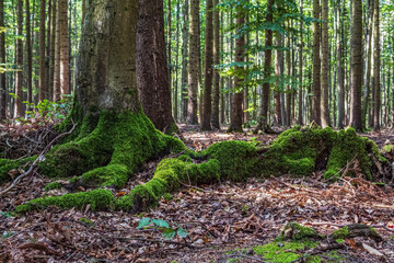 Landscapes - Macro  - Forest - Europe, Romania, Suceava region