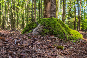 Landscapes - Macro  - Forest - Europe, Romania, Suceava region