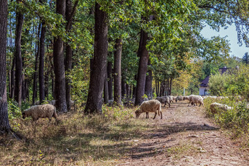 Landscapes - Macro  - Forest - Europe, Romania, Suceava region