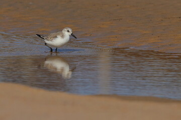 Sanderling