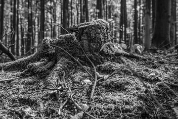 Landscapes - Macro  - Forest - Europe, Romania, Suceava region