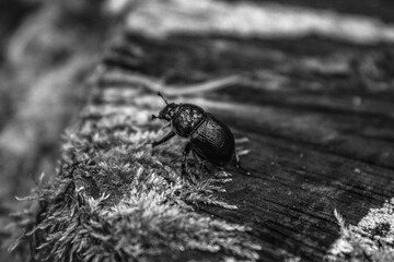 Landscapes - Macro  - Forest - Europe, Romania, Suceava region
