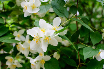 Fresh delicate white flowers and green leaves of Philadelphus coronarius ornamental perennial plant, known as sweet mock orange or English dogwood, in a garden in a sunny summer day, beautiful outdoor